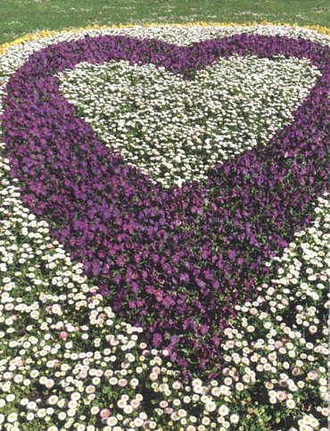 Náhled Co ti ze srdce přeji