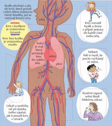 Náhled Podívej se do svého těla - více než 100 odklápěcích okének