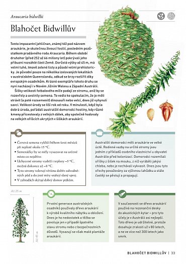 Náhled Pozoruhodný svět stromů