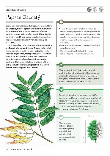 Náhled Pozoruhodný svět stromů