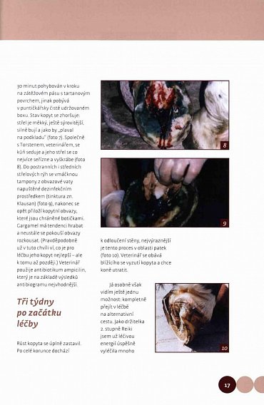 Náhled Když koně mají problémy - Celostní léčba koní v praxi