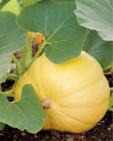 Náhled Užitková zahrada