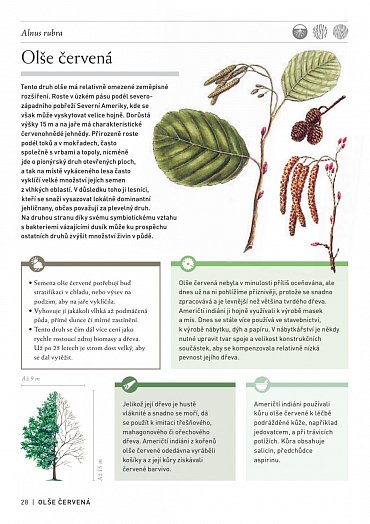 Náhled Pozoruhodný svět stromů