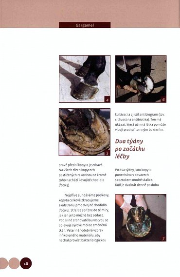 Náhled Když koně mají problémy - Celostní léčba koní v praxi