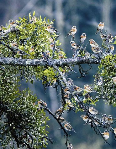 Náhled Tajný život stromů - Co cítí a jak komunikují