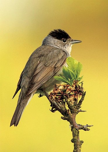 Náhled Prchavé okamžiky přírody - Fotoaparátem od jara do zimy