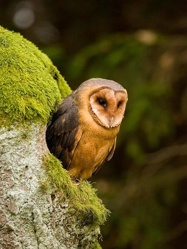 Náhled Ptáci střední Evropy