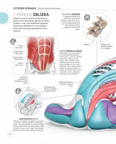 Náhled Jóga z pohledu anatomie
