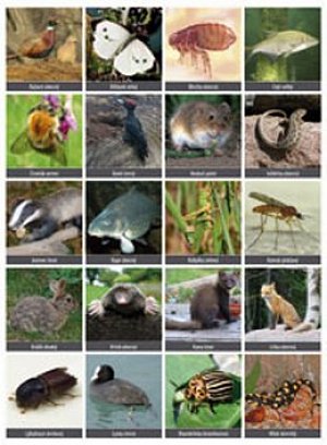 Vystřihovací příloha k učebnici prvouky 3.ročník ZŠ