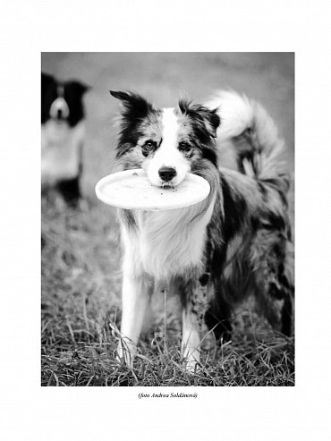 Náhled Border kolie od A do Z