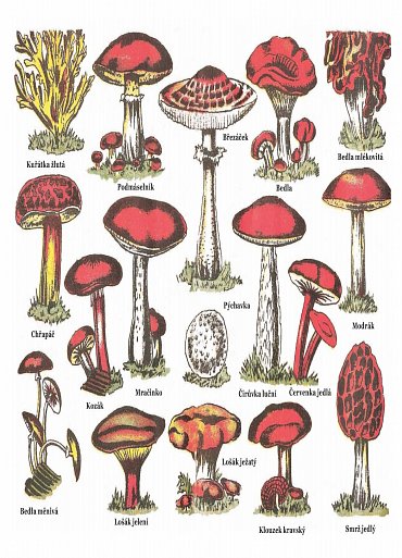 Náhled Léčivá síla bylin