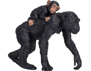 Šimpanz s mládětem