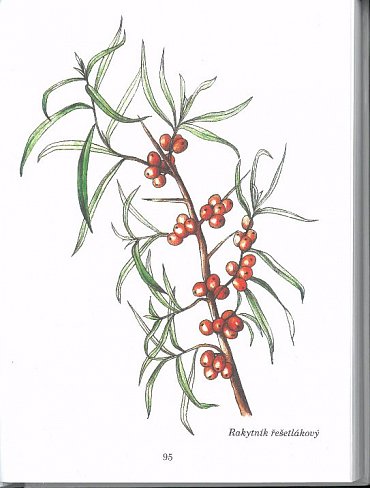 Náhled Herbář léčivých rostlin 4 (P - Š)
