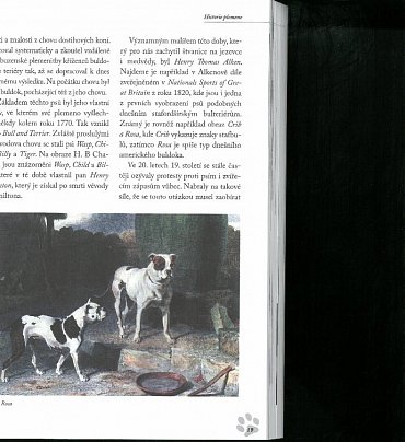 Náhled Stafordšírský bulteriér - Úplný přehled plemene