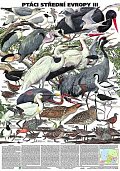 Plakát - Ptáci střední Evropy 3. díl