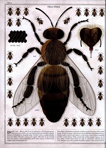 Náhled Včely
