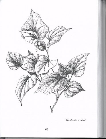 Náhled Herbář léčivých rostlin 6 - Doplněk