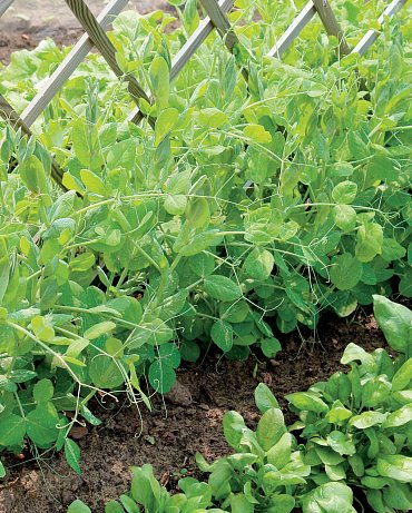 Náhled Užitková zahrada