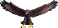Orel zlatý figurka