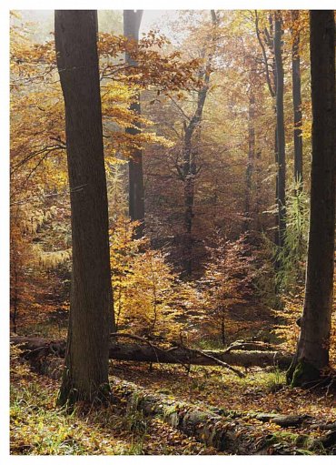 Náhled Můj první les - Trvale udržitelné a přirozené lesní hospodářství