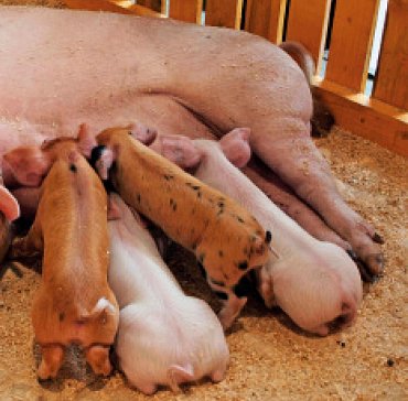 Náhled Statek - Moje malá knížka