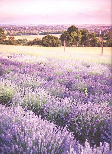 Náhled Levandule - Recepty, návody a tipy pro pěstování, výrobu domácí kosmetiky, tvoření dekorací a vaření s levandulí