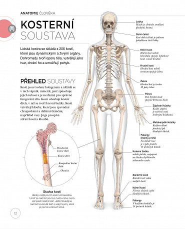 Náhled Jóga z pohledu anatomie