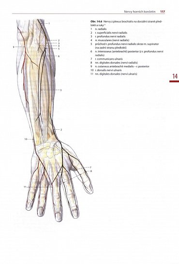 Náhled Chirurgie hlavových a periferních nervů s atlasem přístupů
