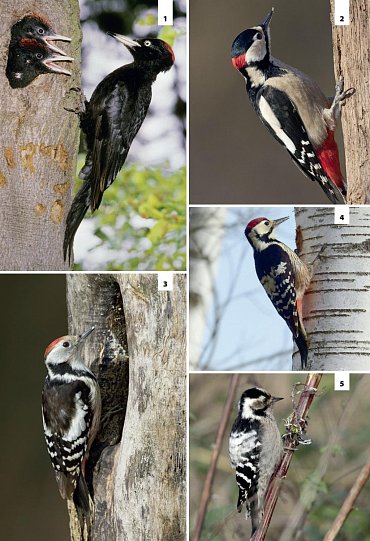 Náhled Velký průvodce lesem