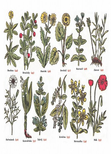 Náhled Léčivá síla bylin