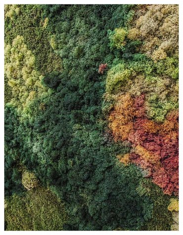 Náhled Tajný život stromů - Co cítí a jak komunikují