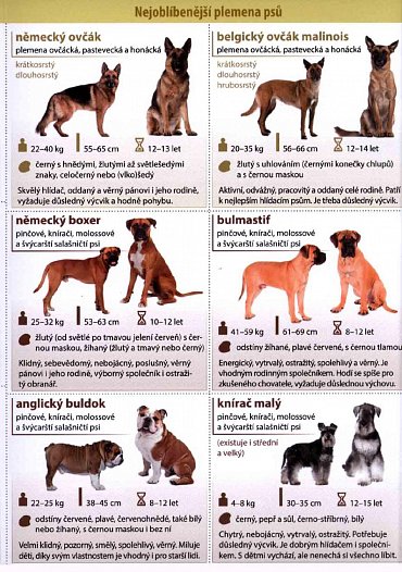 Náhled Nejoblíbenější plemena psů - Naučná karta