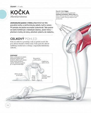 Náhled Jóga z pohledu anatomie