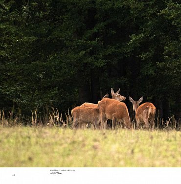 Náhled Lánská obora v proměnách času