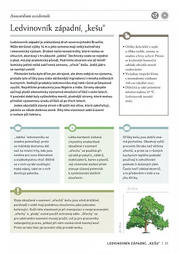 Náhled Pozoruhodný svět stromů