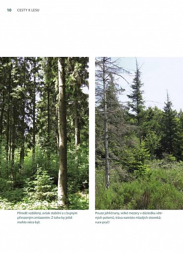 Náhled Můj první les - Trvale udržitelné a přirozené lesní hospodářství