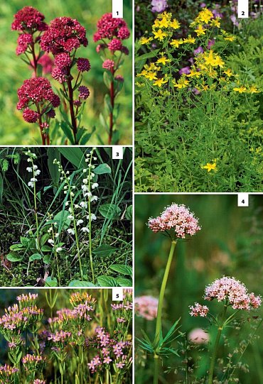 Náhled Velký průvodce lesem