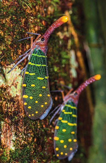 Náhled Malajsie, Singapur, Brunej - Turistický průvodce