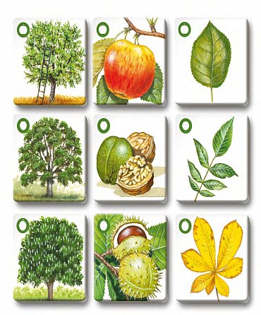 Náhled Pexetrio - Stromy