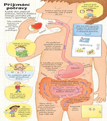 Náhled Podívej se do svého těla - více než 100 odklápěcích okének