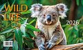 Kalendář 2026 Mláďata - Wild life, stolní, 23 x 14 cm